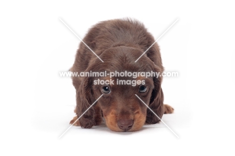 longhaired miniature Dachshund puppy on white background