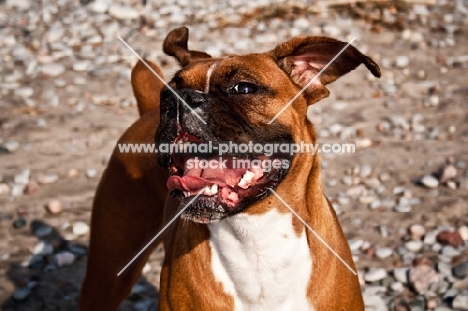 Boxer enjoying the sea breeze