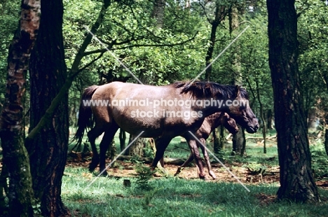 semi wild dulmen pony mare and foal in merfelder bruch