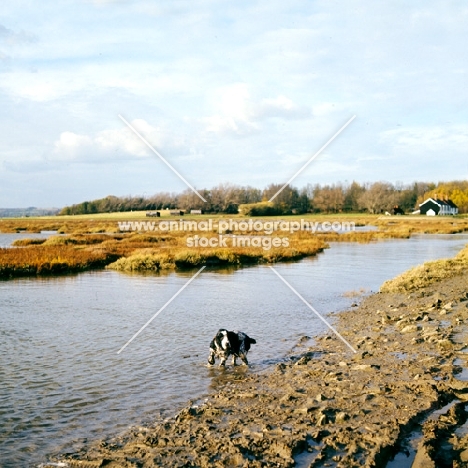 blue roan cocker spaniel in watery landscape