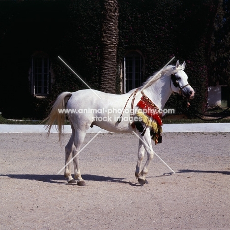 Bourhane, Moroccan Arab stallion full body 