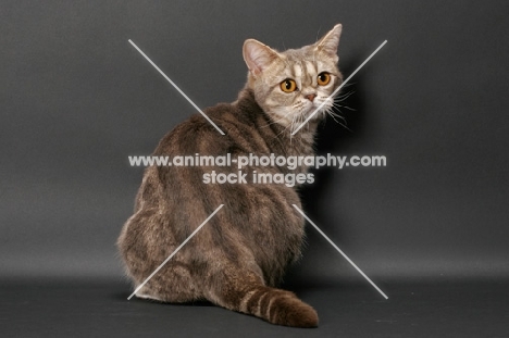 blue classic tabby American Shorthair cat, back view