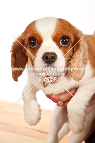 Cavalier King Charles Spaniel