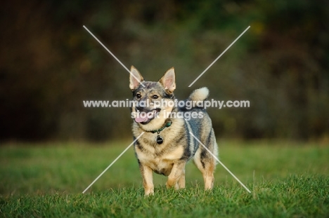 Swedish Vallhund on grass