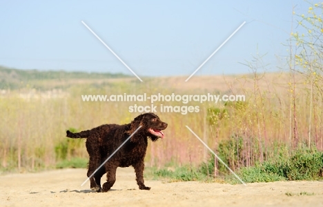 American Water Spaniel