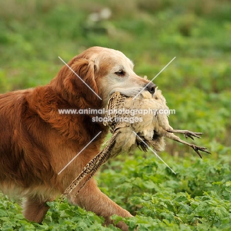 golden retriever retrieving a shot hen pheasant on a shoot