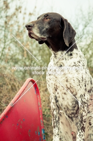 German Shorthaired Pointer