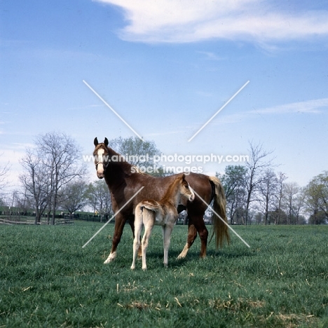 American Saddlebred mare with foal in kentucky, usa