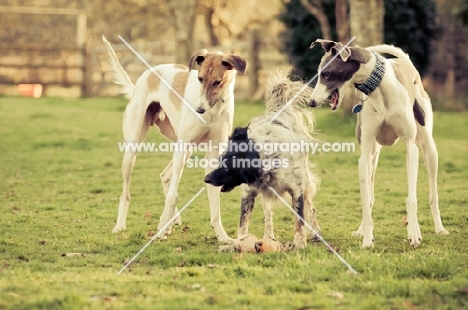 Lurcher together