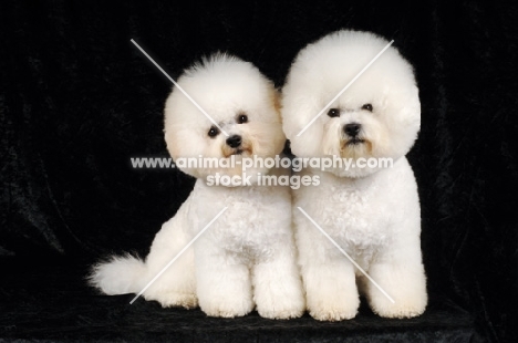 two Bichon Frise dogs on black background