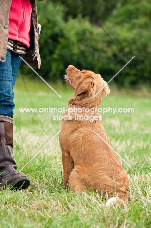 Nova Scotia Duck Tolling Retriever looking at owner