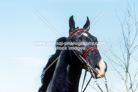 American Saddlebred, portrait