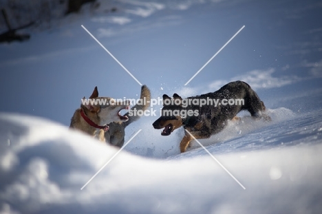dobermann cross and czechoslovakian wolfdog cross playing in snow