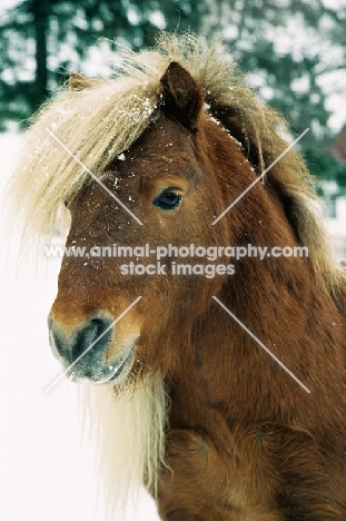 Brown icelandic horse in snowy field