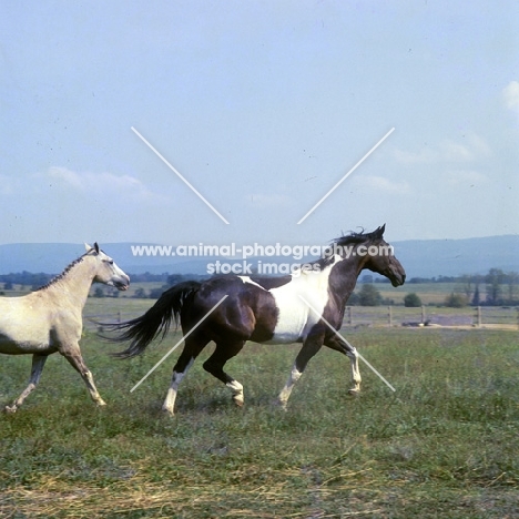 teeter totter, pinto, trotting with friend in usa