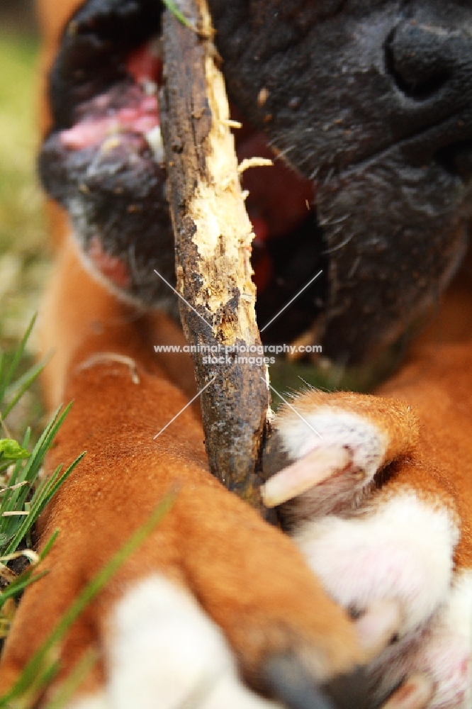 Boxer chewing on stick