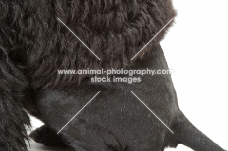 Australian Champion Portuguese Water Dog, detail of show coat