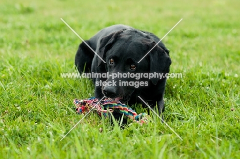Cheeky Labrador chewing toy whilst watching owner
