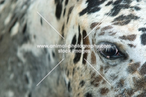 close up of spotted horse eye