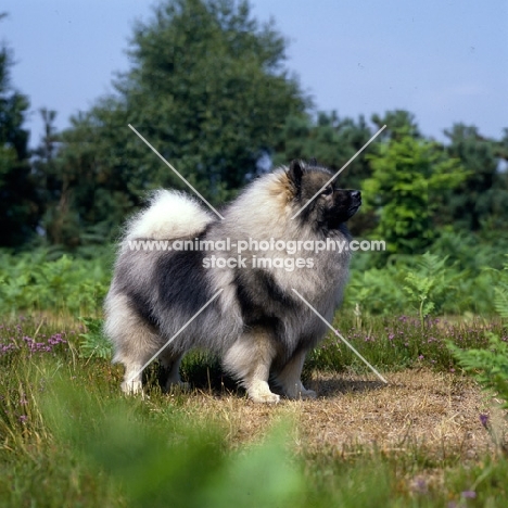 ch neradmik jupiter,  keeshond side view, CC breed record holder