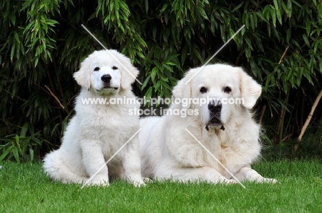 Polish Tatra Herd Dog