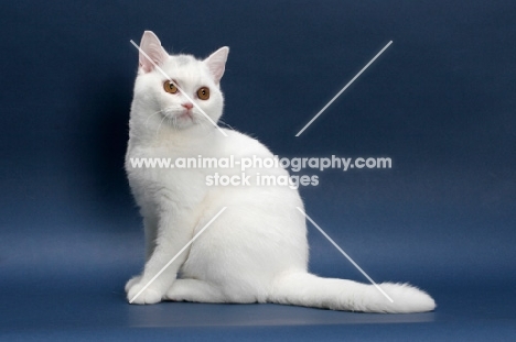 white British Shorthair on blue background, full body, sitting down