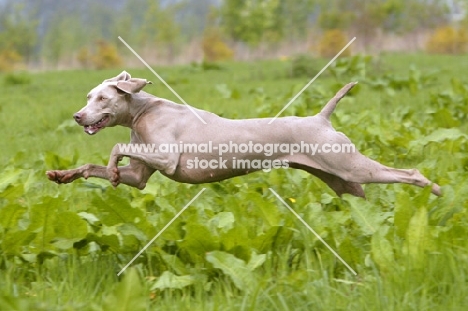 Weimaraner running at full speed