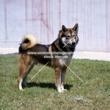 gsuk, siberian laika standing on grass