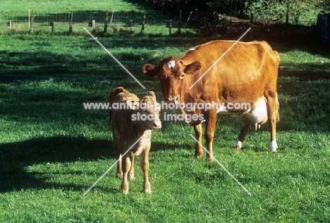 guernsey cow with calf in a field