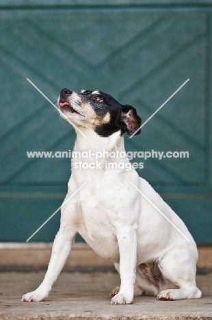 Rat terrier looking up