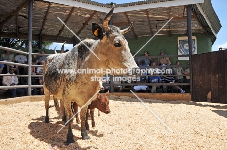 Nguni Cattle