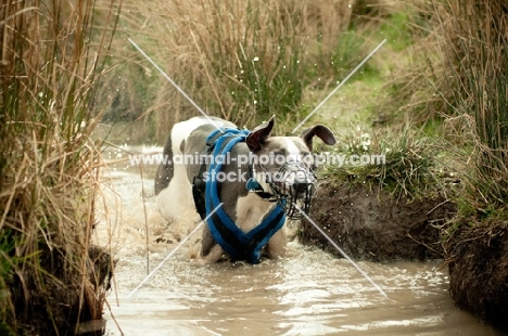 Lurcher in water