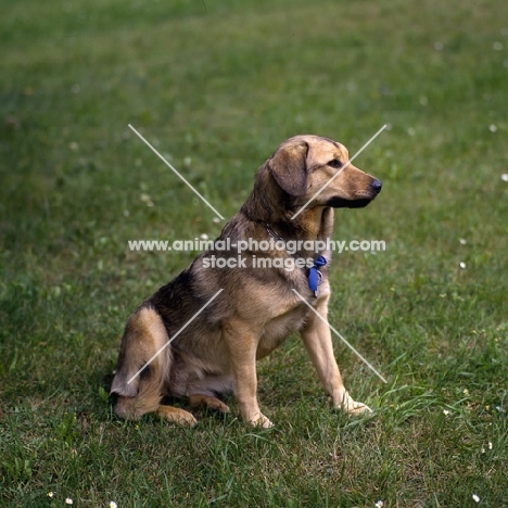 Hetty vom schindbach, austrian shorthaired pinscher sitting