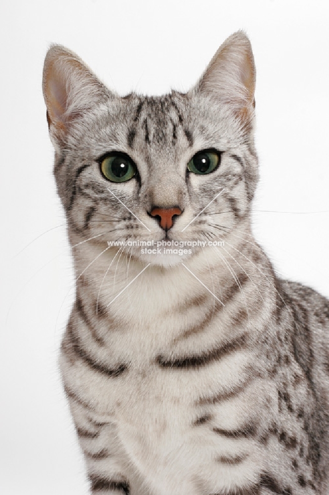 Egyptian Mau, Silver Spotted Tabby, portrait