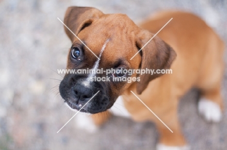 Boxer puppy