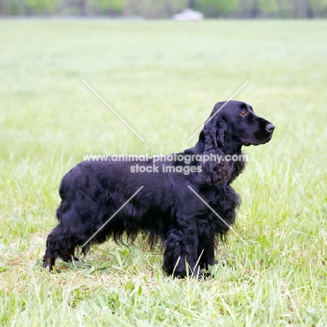  am ch pin oak’s midnight lace cd, field spaniel in usa style coat standing in a field