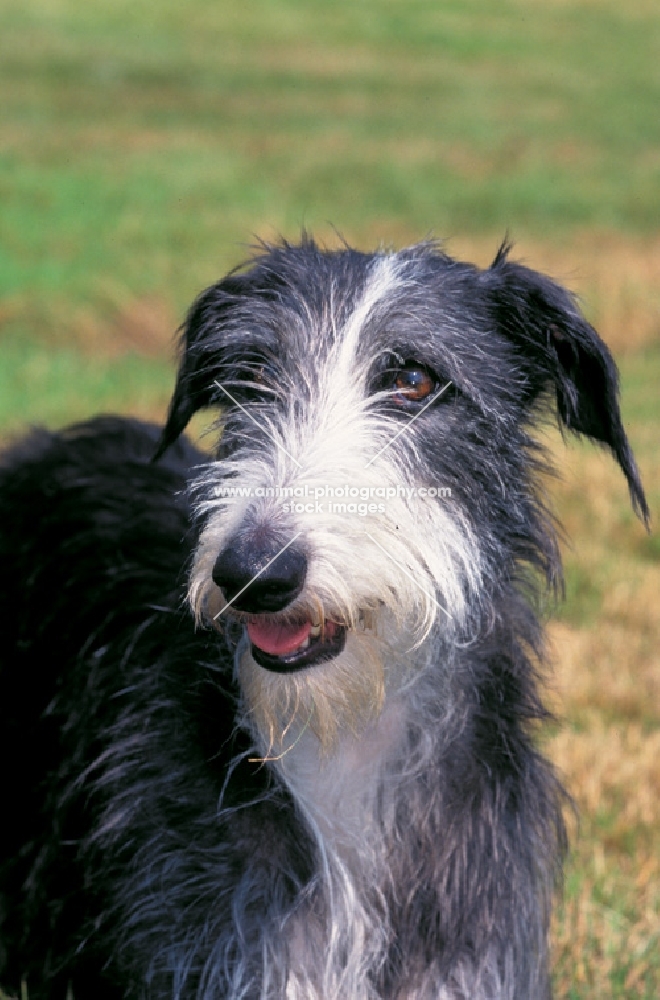 Galgo Espanol - Spanish sighthound