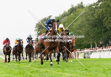 group of thoroughbred horses racing
