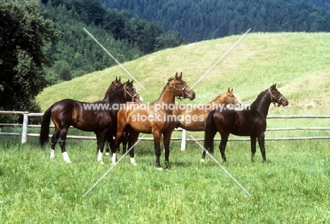 group of Austrian Half blood colts in summer pasture, piber, 