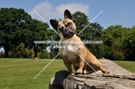 French Bulldog standing on log and looking curiously at camera