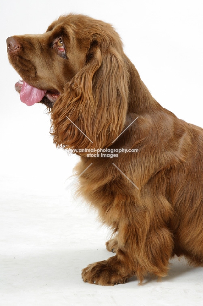 Australian Champion Golden Liver Sussex Spaniel on white background