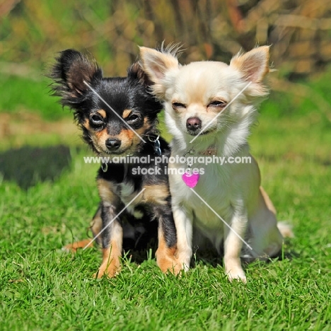 two young Chihuahuas