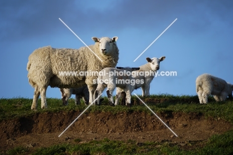 Texel cross ewe & crossbred lambs