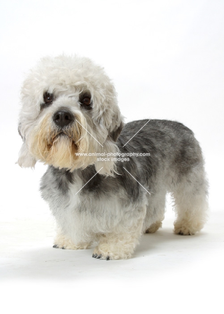 Australian Champion Dandie Dinmont, standing on white background