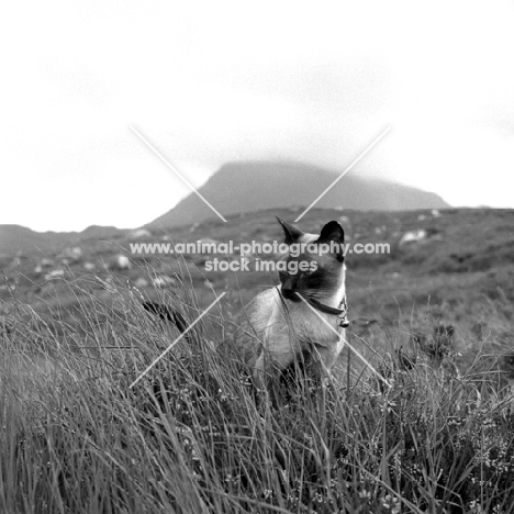 the photographer's seal point siamese cat on holiday in scotland