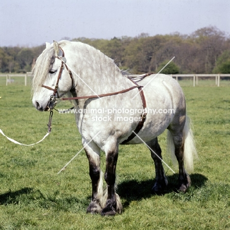 an righ muir of new calgary,  highland pony stallion at show