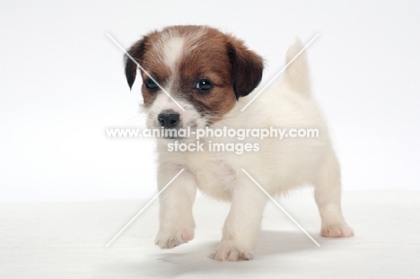 rough coated Jack Russell puppy, in studio