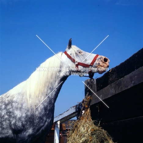 welsh mountain pony tethered to fence with haynet