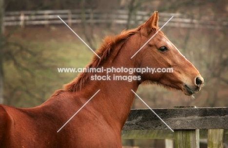 brown horse in profile