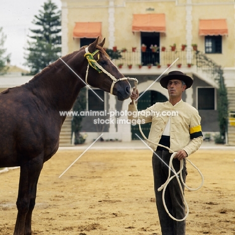 Nervioso, Spanish Anglo Arab  half body shot of with Spanish handler